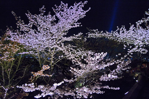 【写真】2013 桜 : 清水寺/2020-08-13/IMGP9353
