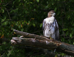 Red-tailed Hawk - Randelman Lake, North Carolina