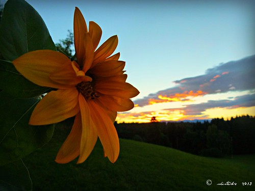 morning summer sunrise sommer kärnten carinthia sunflower sonnenaufgang morgen pisweg sonnenblume daham drausen