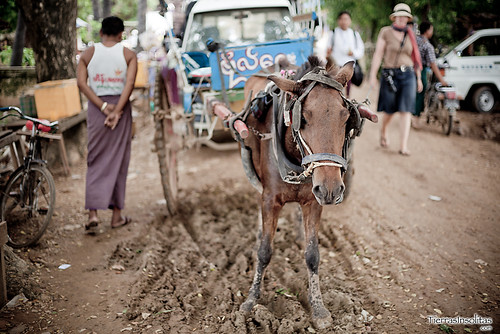 Carro caballos en Inwa (Myanmar)