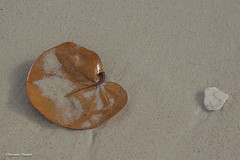 Leaf, Stone and Sand