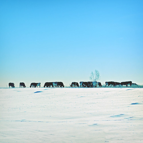 morning blue winter sky white snow cold animal outdoors 50mm cow colorado snowy horizon line eat pasture bovine grazing holstein bouldercounty project365