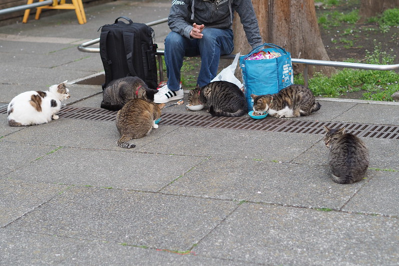 東池袋中央公園の猫。ご飯を食べるキジ虎1号、2号、3号、茶キジ、待つキジ虎4号、キジブチ。