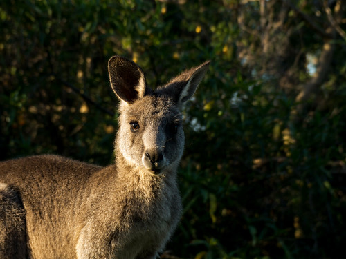 arthursseatstatepark morningtonpeninsula seawinds kangaroo sunset victoria australia