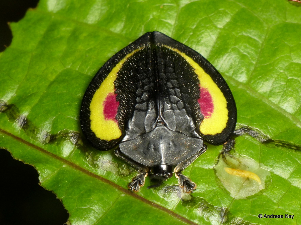 Tortoise beetle, Cassidinae