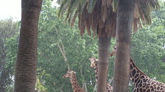 Giraffes in a storm