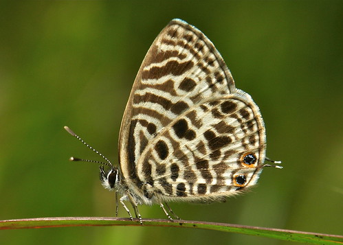 china brown macro butterfly insect lepidoptera yunnan lycaenidae tumblr itchydogimages sinobug