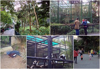Animals in the Botanical Gardens. Kids playing.