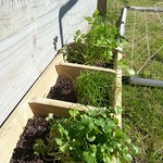 The herb planter