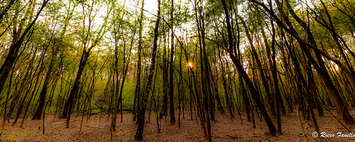 verde paesaggio alberi bosco fogliame terra landscape