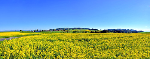 sottens vaud suisse colza jaune campagne chapellesurmoudon panorama