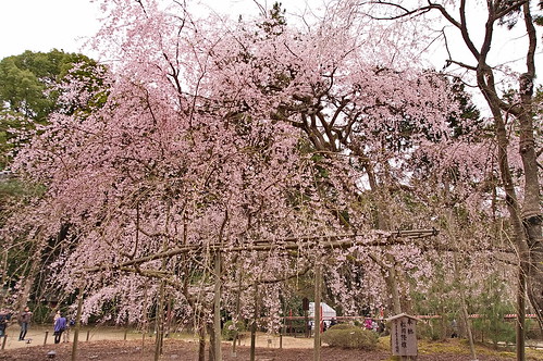 【写真】2013 桜 : 醍醐寺/2021-10-20/IMGP9072