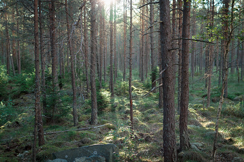 forest österreich schweden natur orte graz steiermark jahre 2013 scheden maturareise2013 mostbeautifulsunlightihaveeverseen