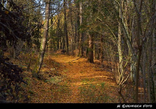 wood november autumn trees fall nature forest nikon track herbst natur heike wag holz wald bäume weg pfad naturschutzgebiet nördlich vilshofen eisenreich