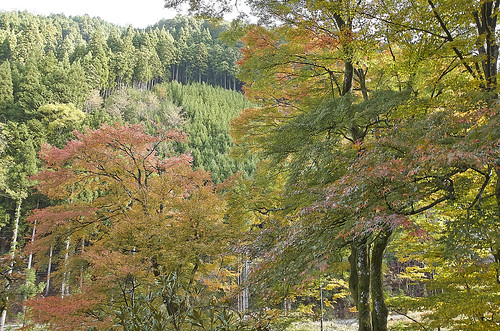 【写真】2013 紅葉 : 桃源山地蔵院/2021-06-11/IMGP3172