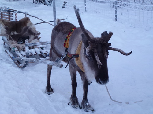 reindeer lapland sledding kiruna samiexperience