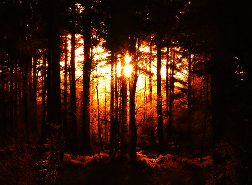 sunset sun silhouette woodland scotland