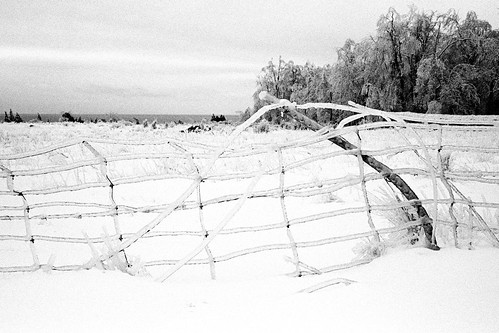 trees winter blackandwhite bw snow film ice monochrome 35mm fence iso400 voigtlander rangefinder 400 icestorm 135 40mm lakeontario premium voigtländer vf101 colorskopar arista lemoinepoint frontroad
