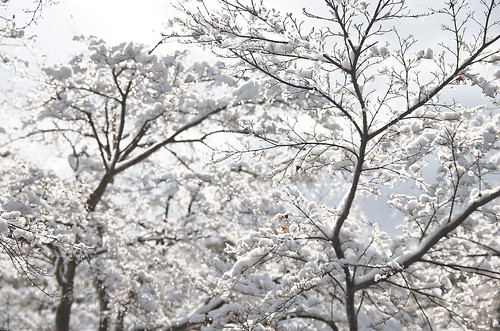 【写真】2014 雪 : 金閣寺/2020-07-05/IMGP4943