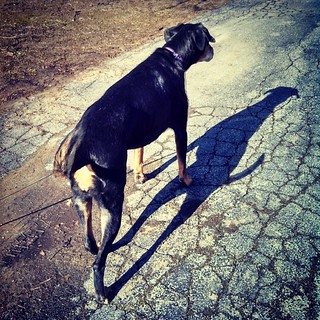 A girl and her shadow... Good Morning from Lola and her #shadow #dogstagram #rescued #dobermanmix #dobiemix #instadog #spring #ilovemydogs #adoptdontshop #ilovemyseniordog #ilovebigmutts #seniordog #picofday