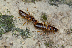 

Termites; colonial with castes, soft pale body, short cerci, biting mouth parts, only adults winged