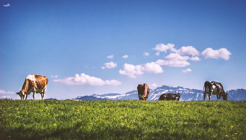 landscape nature canon cows clouds blue green grass mountain switzerland sky alps berneseoberland panorama animals