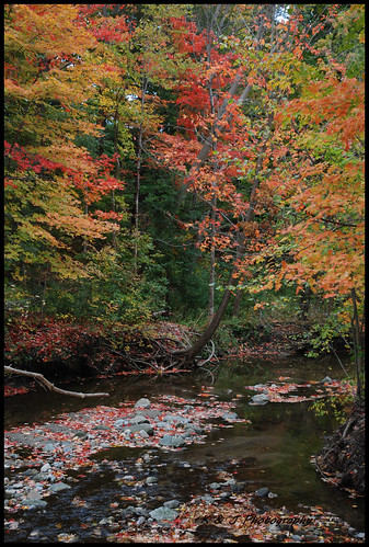 edwardsgardens scarborough fall water nature color leaves rocks reflections ontario outdoor forest trees tree creek stream landscape