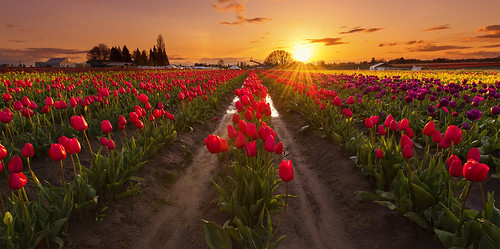 landscape woodburn oregon tulipfield woodenshoetulipfestival flowers tulips sunset