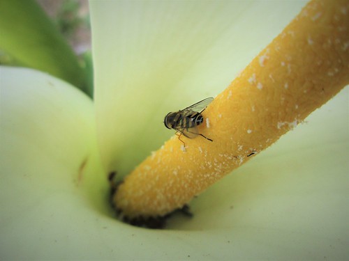 hoverfly macro flower insect diptera hfdf 2017onephotoeachday fauna invertebrate wexford ireland irish nature canonixus170 100flowers 117picturesin2017