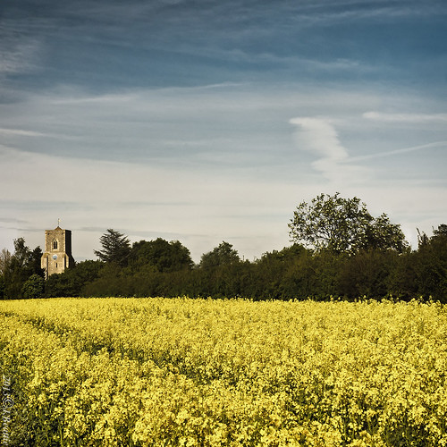 sky color colour church field yellow landscape cambridgeshire oilseedrape brassicanapus stowcumquy