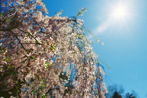 Cherry Blossoms @ Brooklyn Botanic Gardens