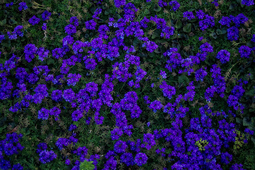 california flowers usa flores flower northerncalifornia nikon purple unitedstates violet napavalley napa norcal fullframe 花 夏 fx purpleflowers yountville 紫 d600