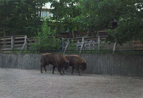 Wisent - European buffalo