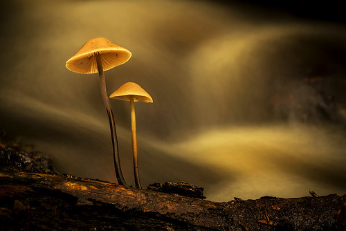 sweden halland fungi mushroom water waterfall autumn creek mygearandme mygearandmepremium mygearandmebronze