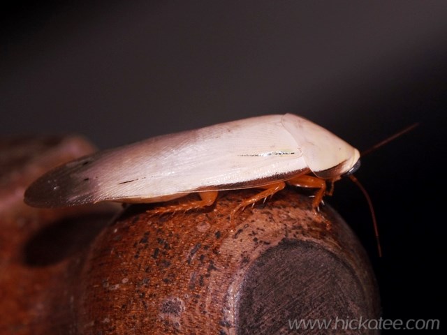 Cockroach - Panchlora sp. - order Blattaria