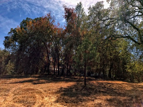california trees fall northerncalifornia clouds weeds fallcolor edited liveoak eucalyptus hdr oaktrees ponderosapine 1october2013