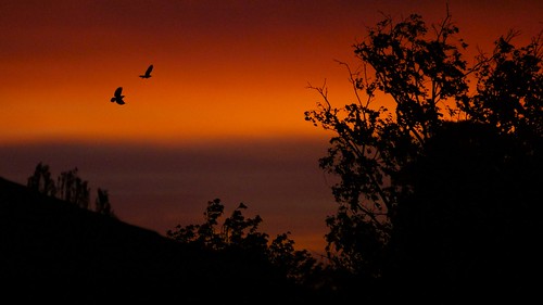 birds sunrise sihouette myna