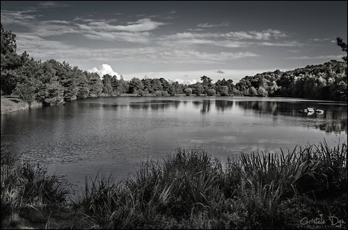 bw reflection water blackwhite pond eau noiretblanc bretagne nb breizh reflet bzh brocéliande saintmalonsurmel étangdelamarette