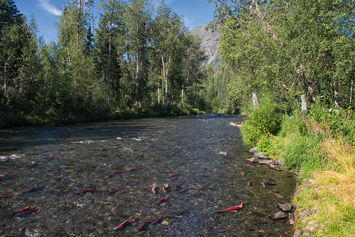 mountains nature alaska river landscape nikon salmon kenaipeninsula russianriver 2013 dailynaturetnc12 dailynaturetnc13