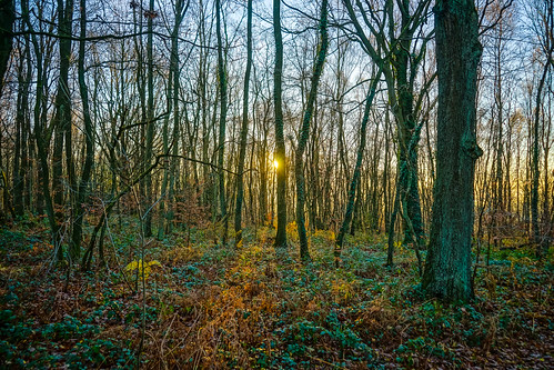 morning winter forest sunrise woods belgium liege a7 liège sarttilman walloonregion