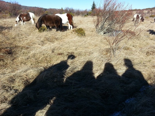 I love the shadows with the Grayson Highlands Wild Ponies