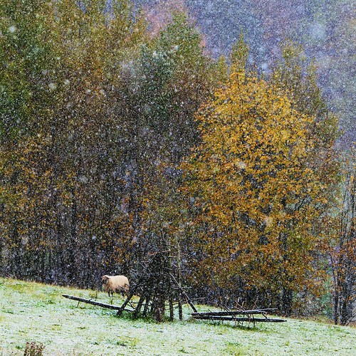 wood autumn trees winter snow mountains nature colors grass leaves weather animal season square outdoors landscapes day place sheep wind wildlife meadow czechrepublic beskydy canon5dmarkii moraviansilesianregion instagram dolnílomná