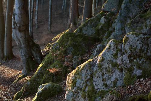 beech forest tree stone sunset evening