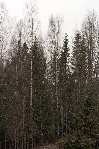 dsc3349496 sweden sverige västernorrland ångermanland väja n62°5818e17°42 snö snow frost skog forest woods gran björk birch atranswe