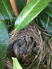 Blackbird nest April 2017 - Photo of Saint-Allouestre