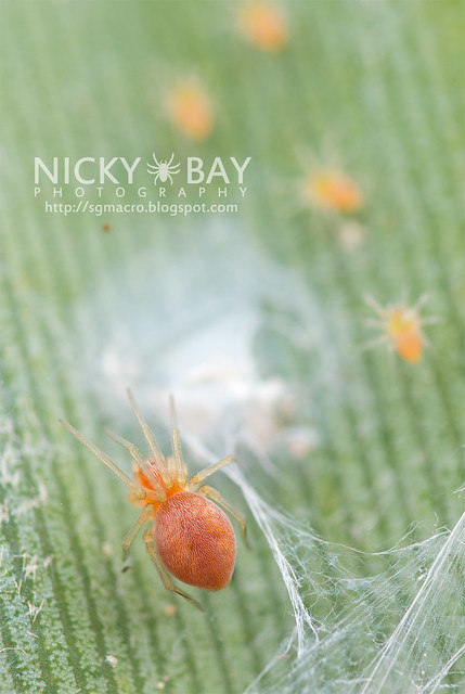 Mesh Weaver Spider (Dictynidae) - DSC_6335