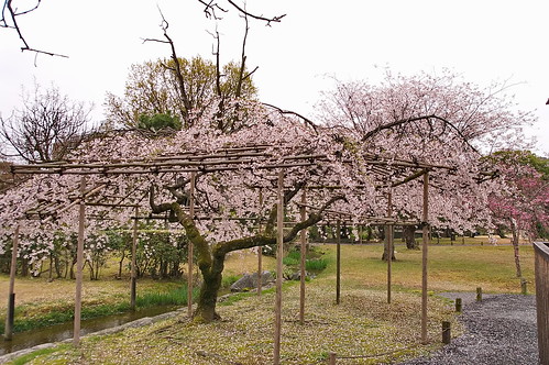 【写真】2013 桜 : 渉成園/2020-04-06/IMGP8908
