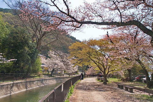 【写真】2013 桜 : 山科疎水/2020-09-19/IMGP9917
