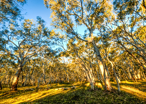 trees sunset tree australian australia gumtree hdr ghostgum