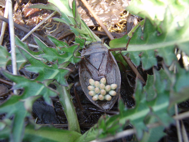 オオコオイムシは，雄が卵を背負って守る．
